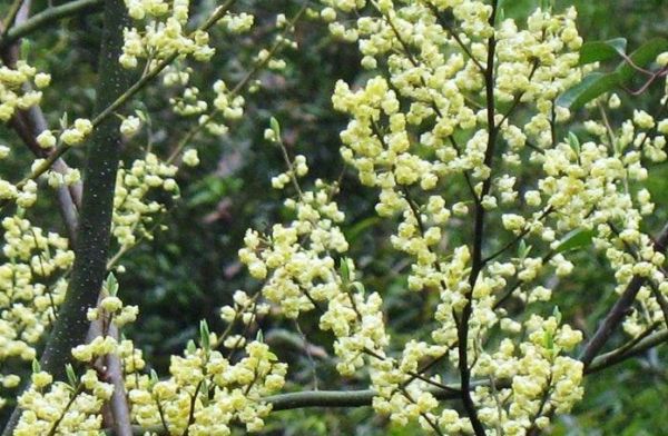 litsea cubeba