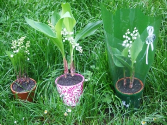 muguet-pots