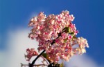 Pink Viburnam on blue sky